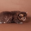 Kucing Warna Cokelat