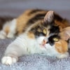 Kucing Warna Calico