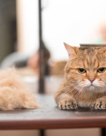 Bye Hair Ball! Inilah 5 Cara untuk Mengatasi Bulu Gimbal pada Kucing dengan Mudah!