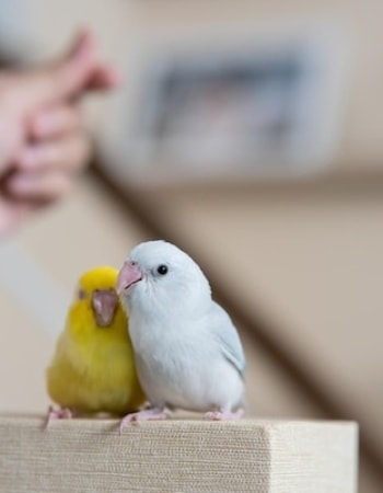 Niat Memelihara Burung? Cari Tahu Dulu 7 Bahaya Memelihara Burung Lovebird di Dalam Rumah!