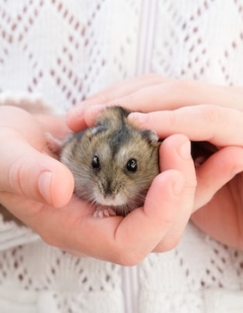 Simak 5 Bahaya Memelihara Hamster, Hewan yang Menggemaskan Sekaligus Mengkhawatirkan! 