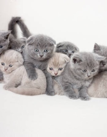 Capai Jumlah Maksimal Kitten Lahir dengan Menerapkan 6 Cara agar Kucing Beranak Banyak! 
