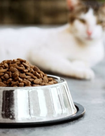 Latih Anabul untuk Makan Makanan Kering dengan 6 Cara agar Kucing Mau Makan Dry Food Ini!