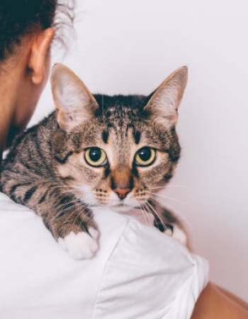 Anabul Selalu Menjaga Jarak? Lakukan 8 Cara agar Kucing Tidak Takut dengan Kita Ini!