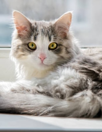 Bulu Terlalu Tipis? Jangan Khawatir, Rawat dengan 10 Cara Melebatkan Bulu Kucing Kampung!