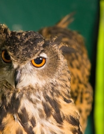 Warna Bulu Owl Mulai Kusam? Ayo Lakukan 2 Cara Memandikan Burung Hantu Celepuk Berikut!