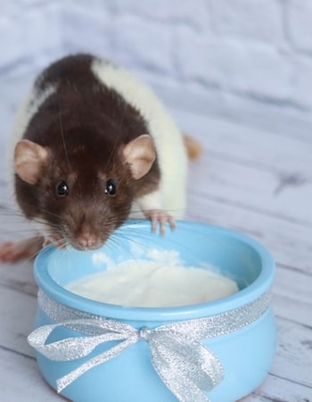 Takut Mau Mandiin Hamster Pakai Air? Terapkan 5 Cara Memandikan Hamster dengan Bedak Bayi!