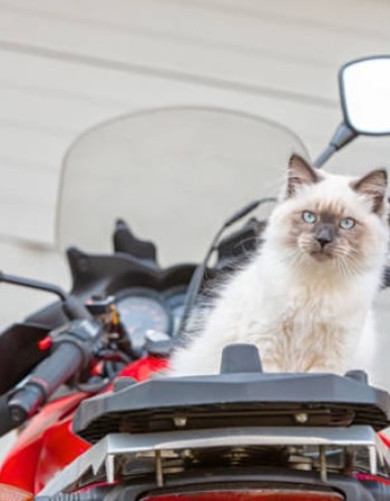 Jangan Biarkan Anabul Mabuk Perjalanan! Terapkan 5 Cara Membawa Kucing Naik Motor di Sini.