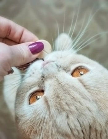 Pastikan Anabul Selalu dalam Kondisi Prima dengan 5 Cara Memberi Vitamin pada Kucing Ini!