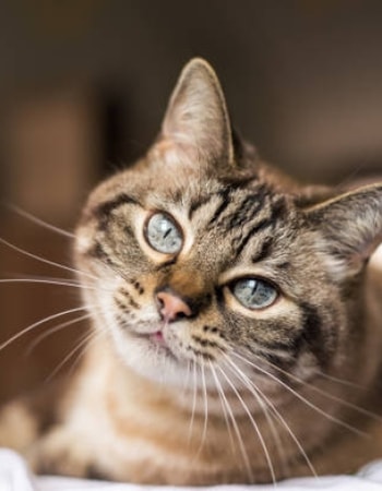 Si Jantan Tidak Kunjung Mendekati Betina? Pakai 5 Cara Membuat Kucing Jantan Birahi Ini
