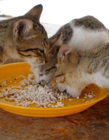 Kucing Bosan dengan Pakannya? Variasikan dengan 5 Cara Membuat Makanan Kucing dari Nasi!