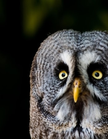 Ingin Pegang Si Owl tapi Takut? Tenang, Terapkan 4 Cara Memegang Burung Hantu Berikut!