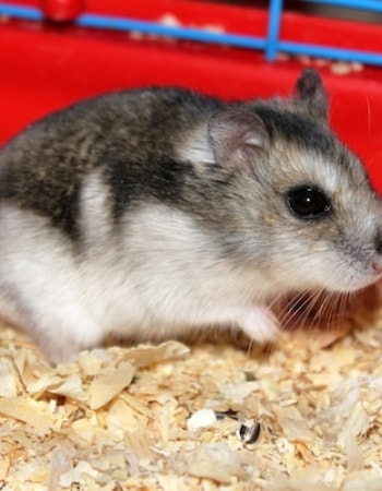 Ayo Cari Tahu 10 Cara Memelihara Hamster Campbell Jika Tertarik dengan Hewan Ukuran Mungil