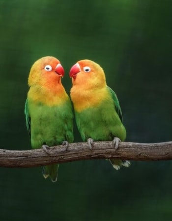 10 Cara Memelihara Lovebird untuk Pemula Ini Bikin Gak Susah Merawat Burung Cinta, Lho!