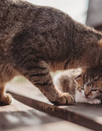 Induk Suka Pindah-pindahin Bayi? Simak 5 Cara Mencegah Induk Kucing Memindahkan Anaknya!