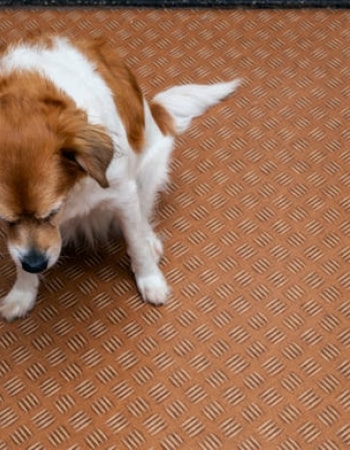 Pencernaan Anjing Anda Terganggu? Lakukan 5 Cara Mengatasi Anjing Muntah Berikut Ini!