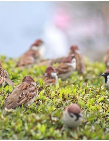 Lakukan 8 Cara Mengatasi Hama Burung pada Tanaman Padi Ini dan Kawal Petani sampai Panen!