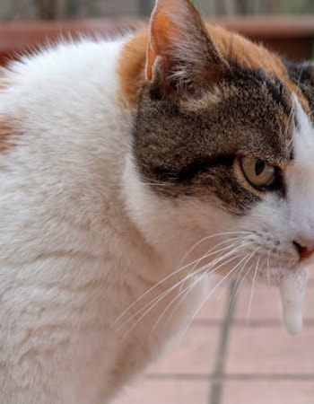 Jangan Keburu Panik! Kenali Penyebab dan Lakukan 6 Cara Mengatasi Kucing Muntah Berbusa