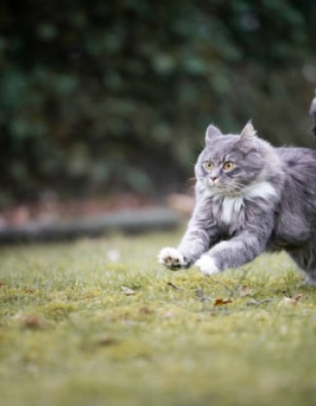 Napas Anabul Menjadi Lebih Cepat? Simak 5 Cara Mengatasi Kucing Terengah-engah, Ampuh!