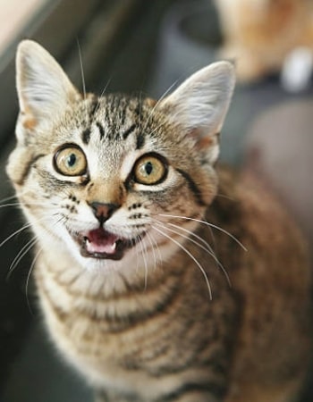 Suara Kucing Hilang? Tenang.. Terapkan 5 Cara Mengatasi Kucing Tidak Ada Suara 