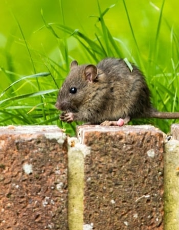 Terapkan 8 Cara Mengatasi Serangan Hama Tikus di Sawah Ini dan Selamatkan Hasil Panen!