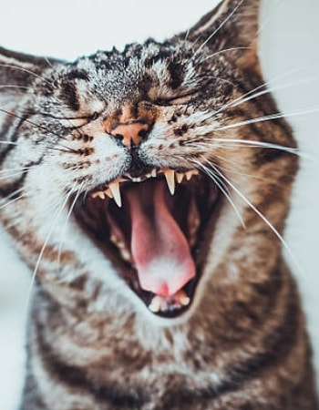 Napas Anabul Beraroma Tidak Sedap? Lakukan 10 Cara Menghilangkan Bau Mulut Kucing Ini!