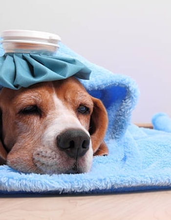 Buat Hewan Peliharaan Anda Kembali Semangat dengan 7 Cara Mengobati Anjing Sakit Berikut! 