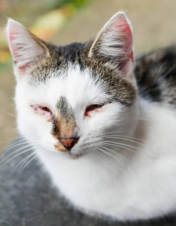 Stop Penggunaan Obat, Lakukan 5 Cara Mengobati Kucing Sakit Mata Secara Alami Berikut!