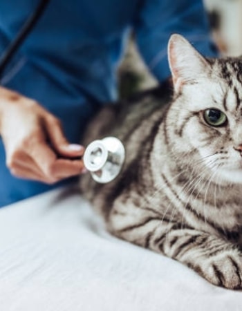 Kucing Infeksi di Mulut & Susah Makan? Berikut 4 Cara Mengobati Sariawan Kucing Terampuh!