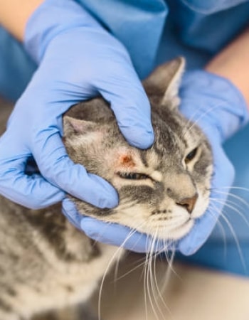 Cegah Luka Menjadi Infeksi dengan Melakukan 8 Cara Mengobati Luka pada Kucing Berikut!