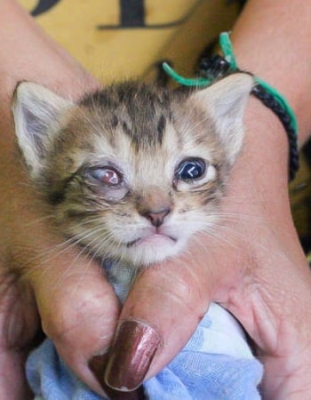 Obati Penyakit di Mata Anabul dengan 5 Cara Mengobati Selaput Putih pada Mata Kucing