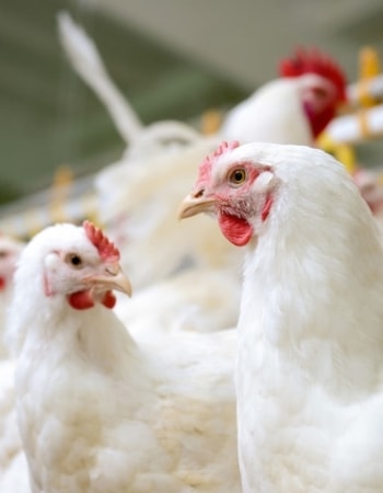 Lakukan 5 Cara Meningkatkan Bobot Ayam Broiler dengan Cepat dan Dapatkan Cuan Lebih Banyak