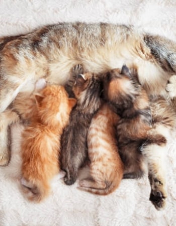 Mixed-Feeling Kitten Harus Disapih? Tenang, Inilah 6 Cara Menyapih Anak Kucing, No Drama!