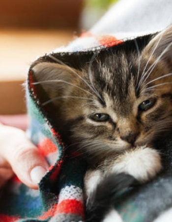 Anabul Keracunan? Tetap Tenang dan Lakukan 5 Cara Menyembuhkan Kucing Keracunan Ini!