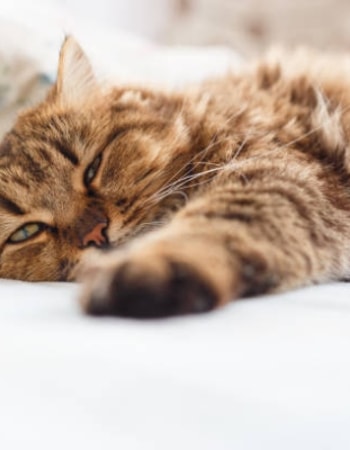 Anabul Tidak Nafsu Makan dan Sakit? Praktikkan 2 Cara Menyuapi Kucing Sakit yang Benar!