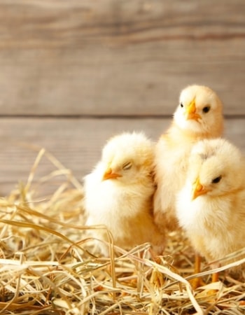 Peternak Wajib Pelajari 10 Cara Merawat Anak Ayam yang Baru Menetas agar Tidak Mati!