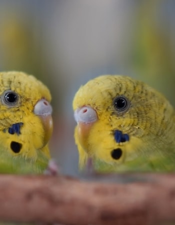 Inilah 4 Cara Merawat Anak Burung Lovebird, Nggak Sesusah dan Seribet Kata Orang!