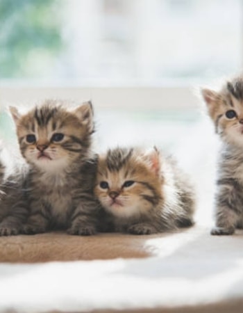 Welcome to The World, Kittens! Ini Dia 4 Cara Merawat Anak Kucing Sesuai Usianya, Lengkap!