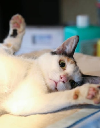 Lakukan 11 Cara Steril Kucing Betina Secara Alami Ini Guna Cegah Kucing Beranak Pinak!