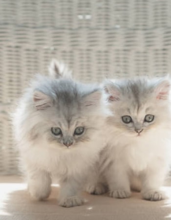Kehadiran Newborn Baru di Rumah? Yuk, Kenali 5 Ciri-Ciri Anak Kucing Anggora Baru Lahir!