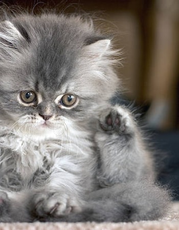 Apa Saja Karakteristik Kucing New Born? Simak 7 Ciri-Ciri Anak Kucing Persia Baru Lahir!