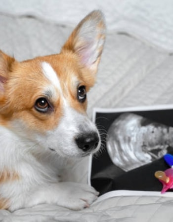 Anjing Tampak Kesakitan di Bagian Perut Saat Hamil? Kenali 5 Ciri-Ciri Anjing Keguguran!