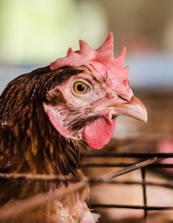 Bingung Memilih Peliharaan Ayam Terbaik? Inilah Daftar 4 Ciri-Ciri Ayam Ketawa yang Bagus