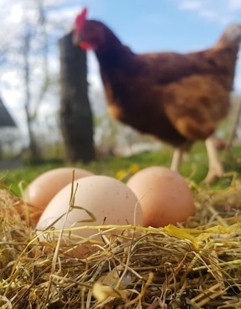 Terapkan 7 Cara Memelihara Ayam Petelur Berikut dan Lihat Efeknya Saat Musim Panen Datang!