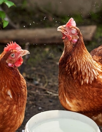 Telur Ayam dengan Kualitas Unggul Berasal dari 10 Ciri-Ciri Ayam Petelur yang Baik Ini!