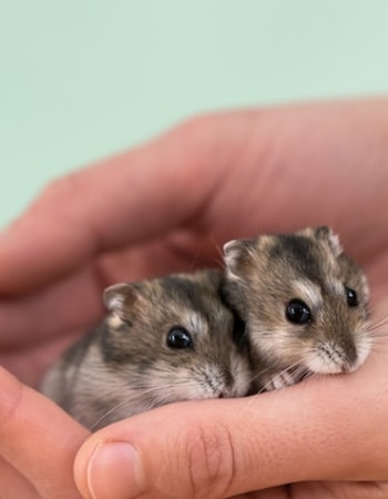Fisik dan Perilaku Induk Hamster Berubah? Yuk, Kenali 6 Ciri-Ciri Hamster Hamil 1 Minggu!