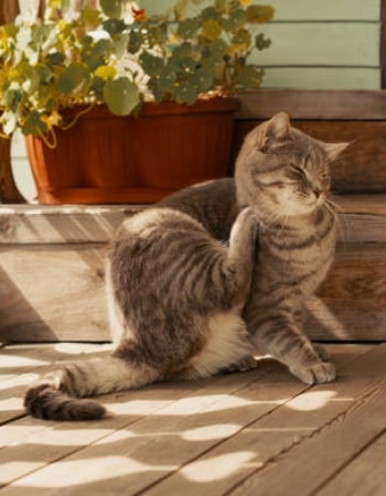 Terampuh! Lakukan 5 Cara Penggunaan Detick pada Kucing Ini untuk Basmi Kutu pada Anabul!