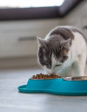 Apakah Kibble Bulat Bentuk Donat Aman? Simak 4 Efek Samping Makanan Kucing Bolt di Sini!