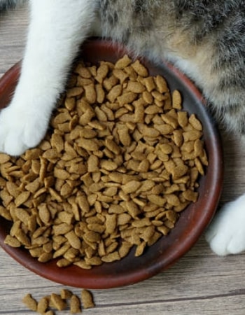 Pelajari 4 Efek Samping Makanan Kucing Felibite Sebelum Memberikan Pakan Ini pada Anabul