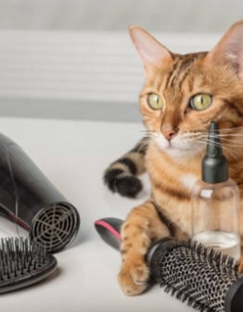 Rekomendasi 10 Hair Dryer untuk Kucing Terbaik agar Bulu Anabul Cepat Kering!